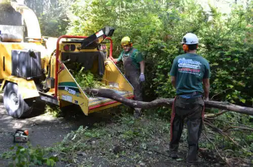 tree services Bradenton